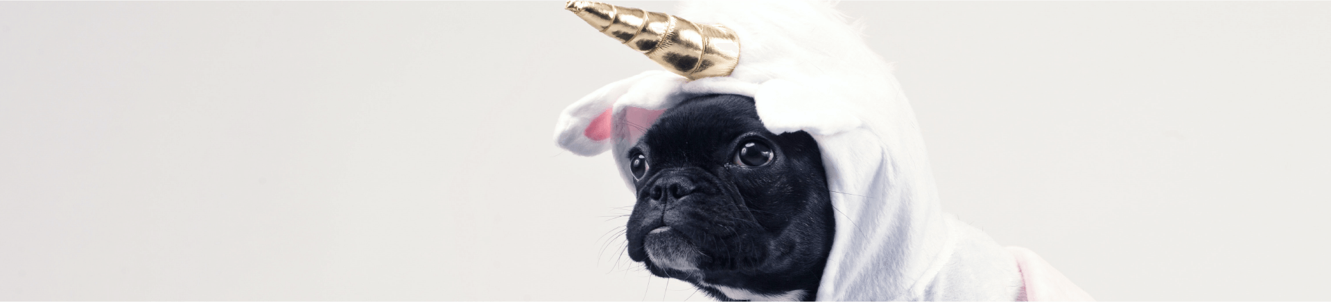 unicorns in translation industry, translation, misconceptions, translators